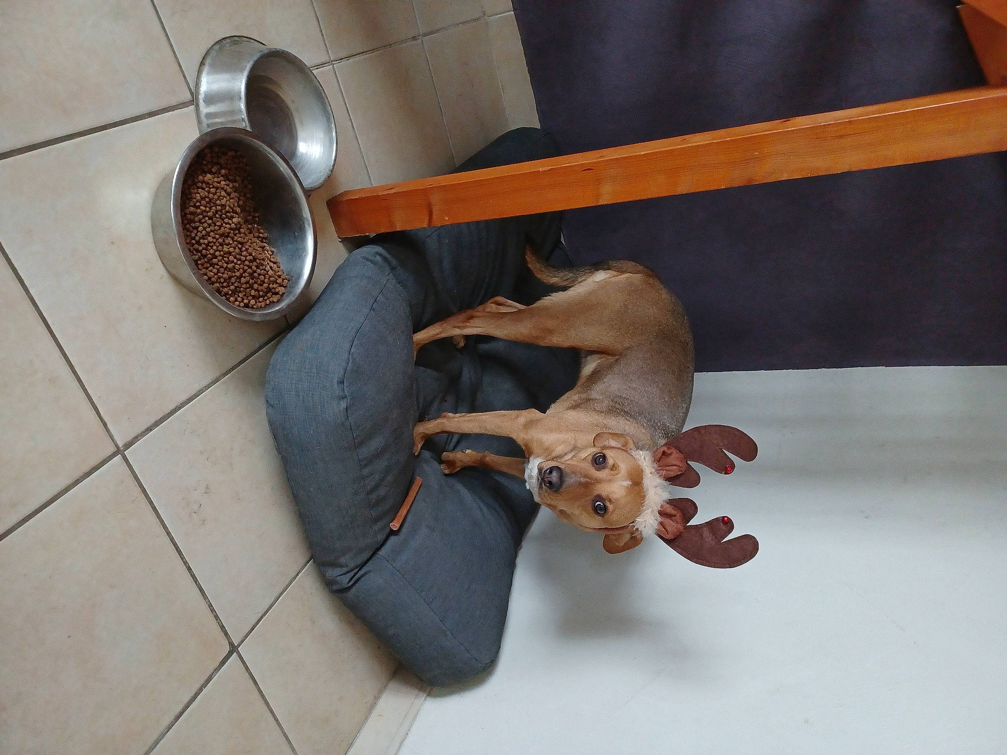 Priska participe au concours pour gagner de l'argent avec cette photo : canidae, carnivore, comfort, companion_dog, dog, dog_bed, dog_breed, dog_supply, fawn, floor, flooring, hardwood, pet_supply, plumbing_fixture, sporting_group, stuffed_toy, tail, toy, wood, working_animal