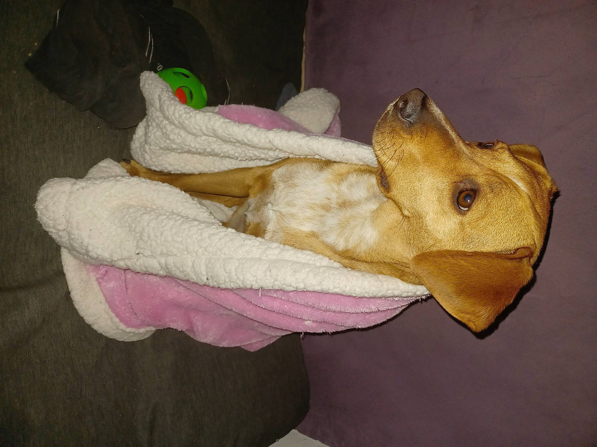 Priska participe au concours pour gagner de l'argent avec cette photo : baby_products, baby_toys, comfort, fawn, felidae, fur, linens, magenta, paw, plush, reptile, sock, stuffed_toy, tail, thread, toy, whiskers, wood, wool, woolen