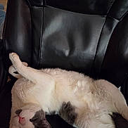 Lucky joined the competition — help win amazing prizes! animal, cat, cozy, cute, domestic_cat, feline, fur, gray_fur, indoor, leather_chair, lying_down, paw, pet, pink_nose, relaxed, resting, sleepy, upside_down, whiskers, white_fur