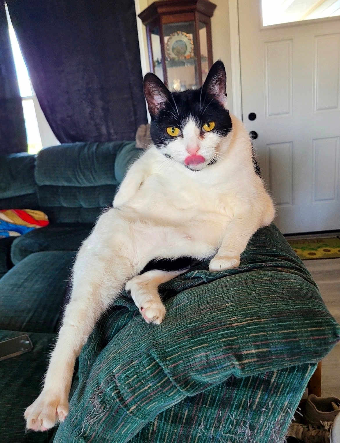 Loki is registered to the contest to win money with this photo: cat, tuxedo_cat, lounging, tongue_out, couch, living_room, pet, indoor, yellow_eyes, front_paw, hind_leg, upholstery, door, cabinet, relaxed, portrait, whiskers, cute, furniture, domestic_animal