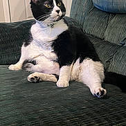 Waffles joined the competition — help win amazing prizes! cat, tuxedo_cat, pet, indoor, couch, furniture, lounging, chubby_cat, whiskers, paws, collar, bell, upholstery, relaxed, looking_away, portrait, domestic_animal, feline, ears, attentive