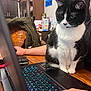 cat, black_and_white_cat, laptop, keyboard, hand, paw, table, chair, jacket, cabinet, painting, snack_box, home_interior, dining_room, close_up, pet, whiskers, fur, technology, person_partial