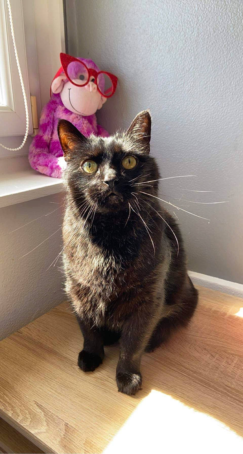 Sushi a rejoint le concours — aidez-le/la à gagner de superbes lots ! black_cat, carnivore, cat, domestic_short_haired_cat, felidae, floor, flooring, fur, grey, hardwood, paw, room, small_to_medium_sized_cats, snout, tail, terrestrial_animal, whiskers, window, wood, wood_flooring