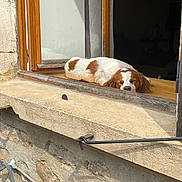 Talia participe au concours pour gagner de l'argent avec cette photo : dog, sleeping, window, windowsill, sunlight, resting, brown_and_white, closed_eyes, wooden_frame, stone_wall, outdoor, daylight, relaxation, pet, canine, home, quiet, peaceful, cozy, summer