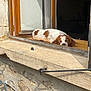 dog, sleeping, window, windowsill, sunlight, resting, brown_and_white, closed_eyes, wooden_frame, stone_wall, outdoor, daylight, relaxation, pet, canine, home, quiet, peaceful, cozy, summer