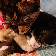 Harley And Figaro is registered to the contest to win money with this photo: cat, tortoiseshell_cat, black_and_white_cat, feline, pet, snuggling, resting, close_up, indoor, fabric, floral_pattern, cute, animal, fur, whiskers, sleeping, companion, cozy, domestic_animal, friendship