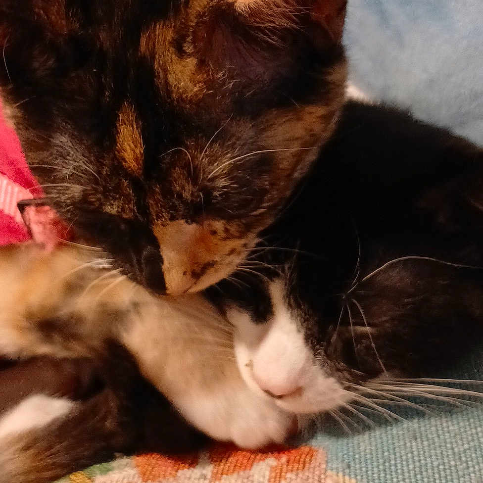 Harley And Figaro is registered to the contest to win money with this photo: animal, black_and_white_cat, cat, close_up, companion, cozy, cute, domestic_animal, fabric, feline, floral_pattern, friendship, fur, indoor, pet, resting, sleeping, snuggling, tortoiseshell_cat, whiskers