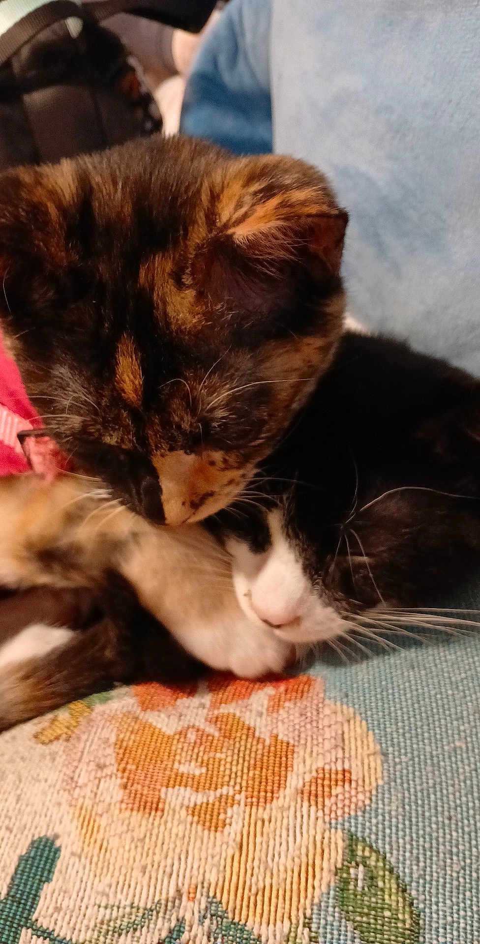 Harley And Figaro is registered to the contest to win money with this photo: cat, tortoiseshell_cat, black_and_white_cat, feline, pet, snuggling, resting, close_up, indoor, fabric, floral_pattern, cute, animal, fur, whiskers, sleeping, companion, cozy, domestic_animal, friendship