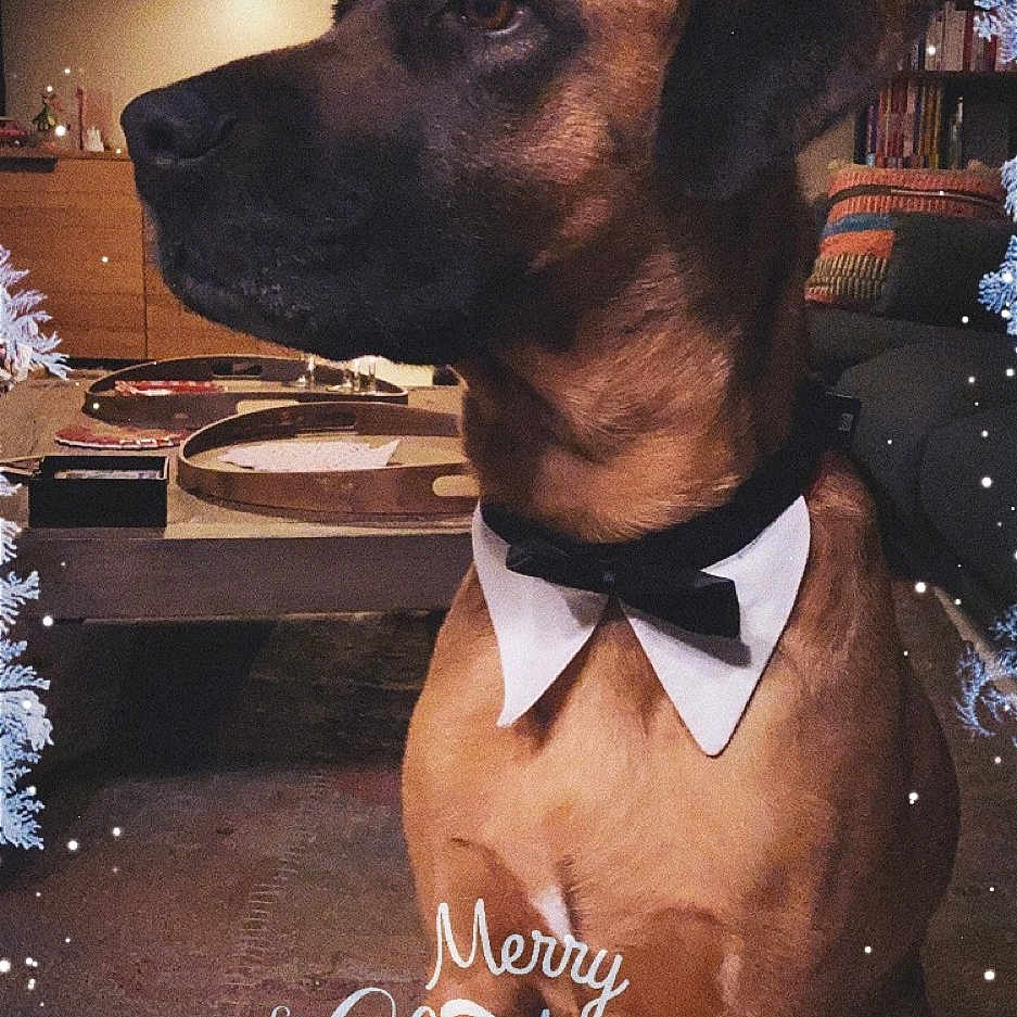 Zak