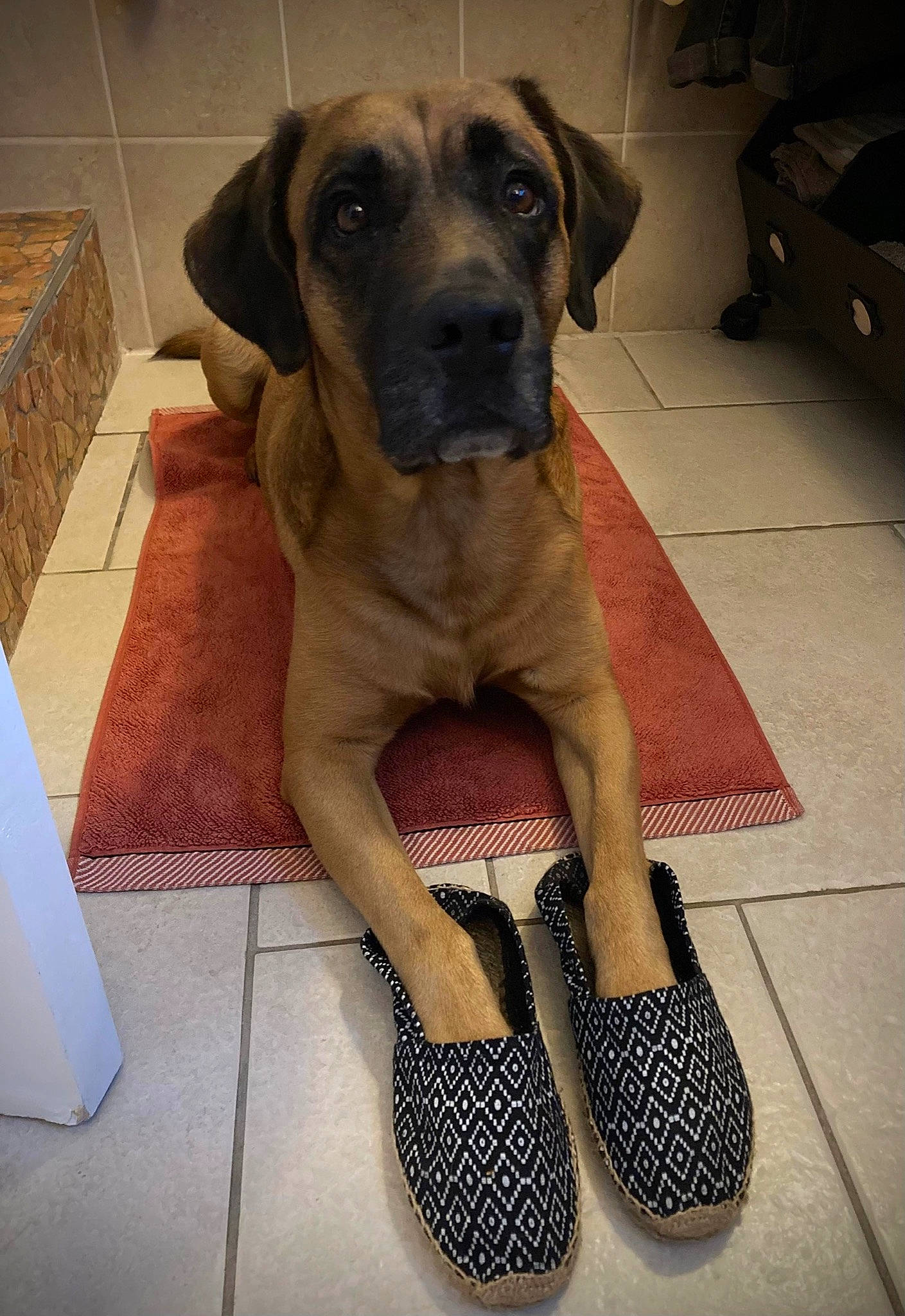 Zak a rejoint le concours — aidez-le/la à gagner de superbes lots ! carnivore, companion_dog, dog, dog_breed, dog_collar, dog_supply, fashion_accessory, fawn, flooring, foot, fur, guard_dog, human_leg, liver, pet_supply, sandal, snout, sporting_group, whiskers, working_animal