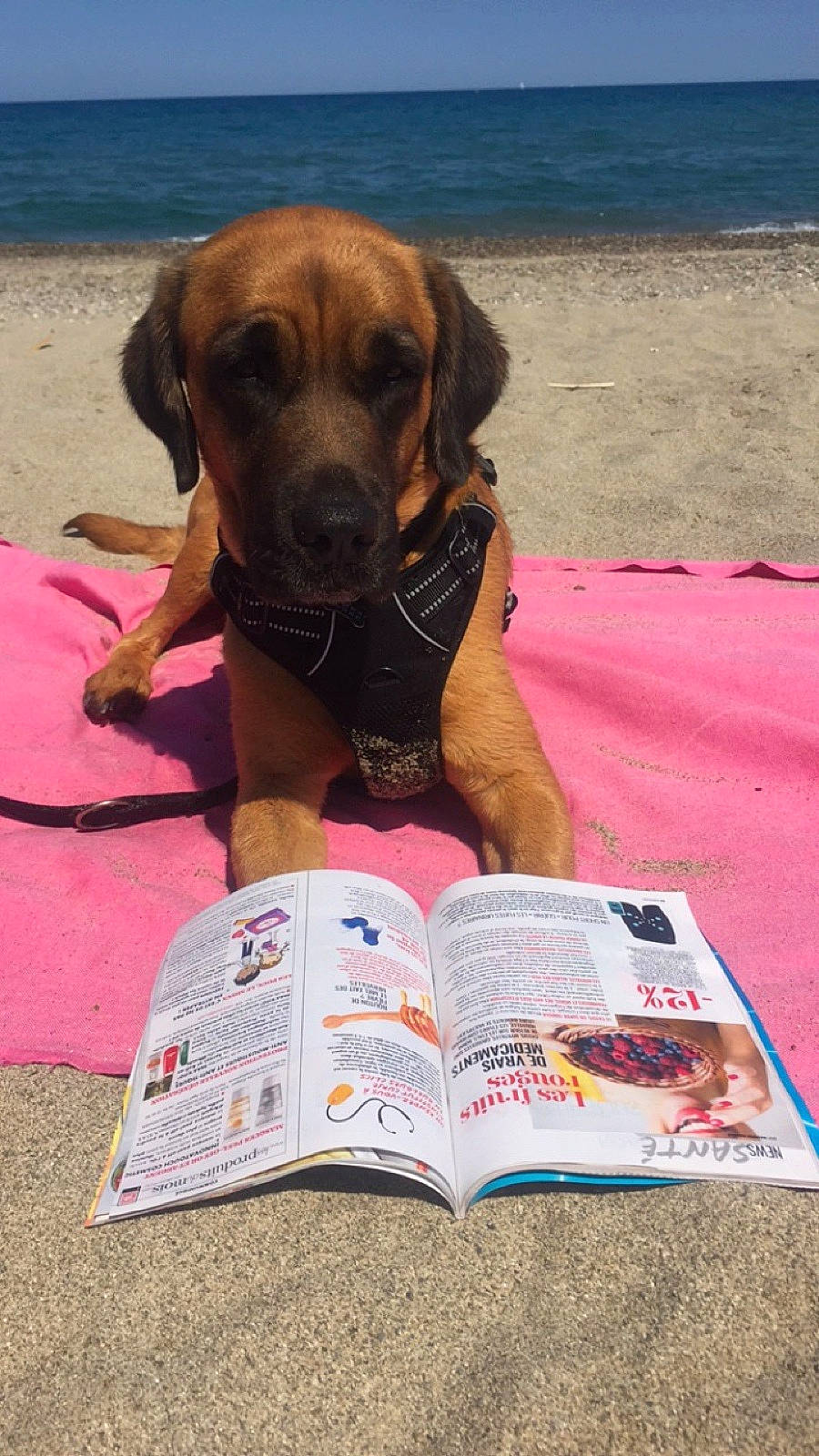 Zak participe au concours pour gagner de l'argent avec cette photo : beach, book, canidae, carnivore, collar, companion_dog, dog, dog_breed, dog_collar, dog_supply, fawn, guard_dog, hound, liver, newspaper, pet_supply, publication, sporting_group, water, working_animal