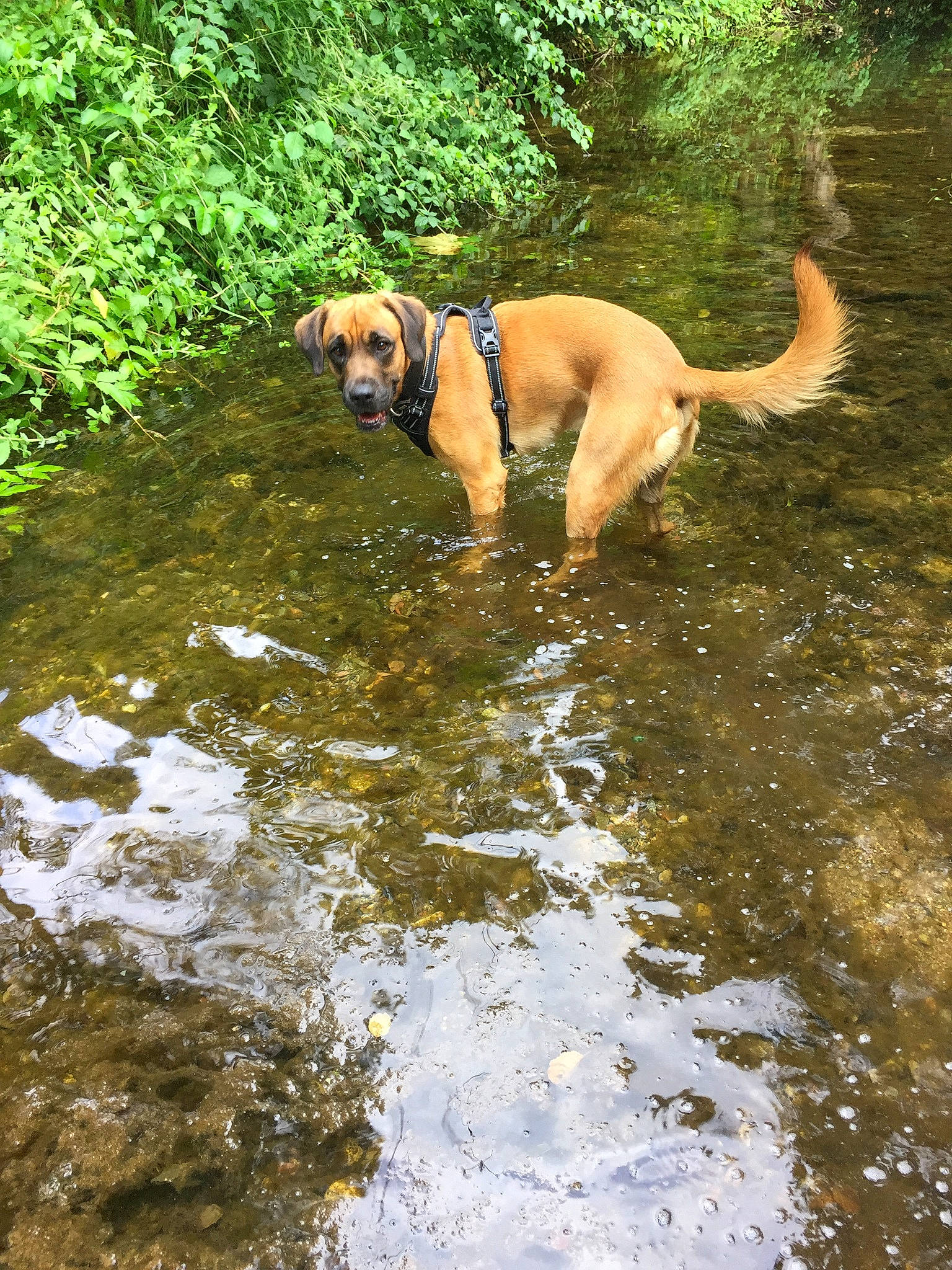 Zak a rejoint le concours — aidez-le/la à gagner de superbes lots ! canidae, carnivore, companion_dog, dog, dog_breed, fawn, grass, guard_dog, gun_dog, lake, plant, sporting_group, tail, terrestrial_animal, tree, water, watercourse, wildlife, working_animal, working_dog
