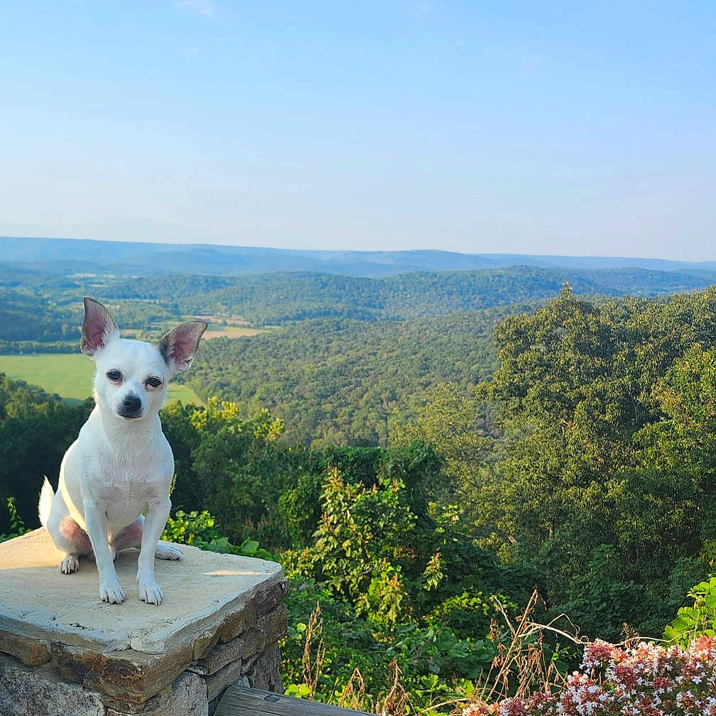 Chillee joined the competition — help win amazing prizes! animal, calm, chihuahua, dog, flowers, greenery, hills, landscape, nature, outdoor, peaceful, pet, scenic, sky, small_dog, stone_pillar, sunlight, trees, white_dog, wooden_fence