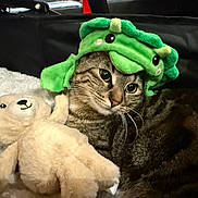 Zia a rejoint le concours — aidez-le/la à gagner de superbes lots ! cat, tabby_cat, teddy_bear, stuffed_toy, green_hat, costume, whiskers, fur, plush, blanket, cozy, pet, indoor, portrait, close_up, sleepy, cute, toy, cuddling, soft_lighting