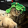 cat, tabby_cat, teddy_bear, stuffed_toy, green_hat, costume, whiskers, fur, plush, blanket, cozy, pet, indoor, portrait, close_up, sleepy, cute, toy, cuddling, soft_lighting