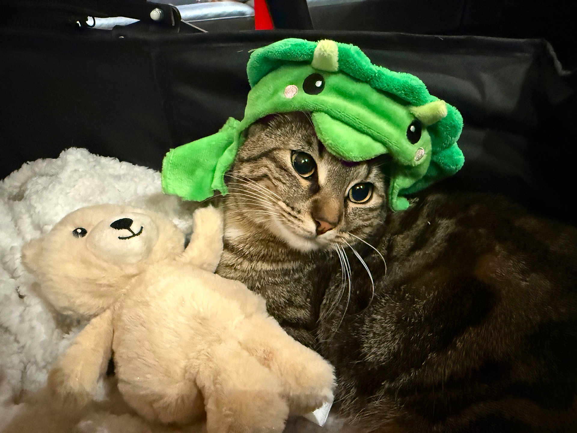 Zia a rejoint le concours — aidez-le/la à gagner de superbes lots ! cat, tabby_cat, teddy_bear, stuffed_toy, green_hat, costume, whiskers, fur, plush, blanket, cozy, pet, indoor, portrait, close_up, sleepy, cute, toy, cuddling, soft_lighting