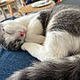 Achille participe au concours pour gagner de l'argent avec cette photo : cat, sleeping, gray, white, fur, closeup, pet, indoor, cozy, lap, denim, feline, resting, cute, animal, blurred_background, soft_light, relaxed, whiskers, tail