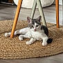 kitten, cat, indoor, rug, woven_rug, wooden_floor, chair_legs, gray_and_white, pet, animal, cute, relaxed, flooring, furniture, domestic, young, whiskers, paw, floor, home