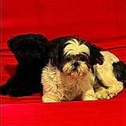 Vix a rejoint le concours — aidez-le/la à gagner de superbes lots ! dog, pets, two_dogs, black_dog, white_and_black_dog, red_background, fabric, resting, cute, small_dog, fur, animal, companions, indoor, laying_down, mammal, friendship, quiet, calm, cozy