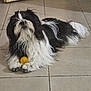 Vix a rejoint le concours — aidez-le/la à gagner de superbes lots ! dog, black_and_white, fluffy, long_hair, toy, yellow_ball, indoor, floor, tile_floor, pet, animal, paw, lying_down, looking_up, playful, furry, household, companion, cute, domestic