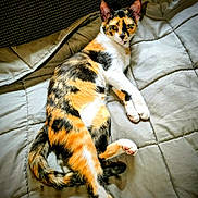 Leia joined the competition — help win amazing prizes! animal, bed, blanket, calico_cat, cat, cozy, cute, domestic_animal, ears, feline, fur, indoor, lying_down, paws, pet, relaxed, resting, sleepy, tail, whiskers