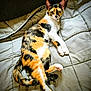 animal, bed, blanket, calico_cat, cat, cozy, cute, domestic_animal, ears, feline, fur, indoor, lying_down, paws, pet, relaxed, resting, sleepy, tail, whiskers