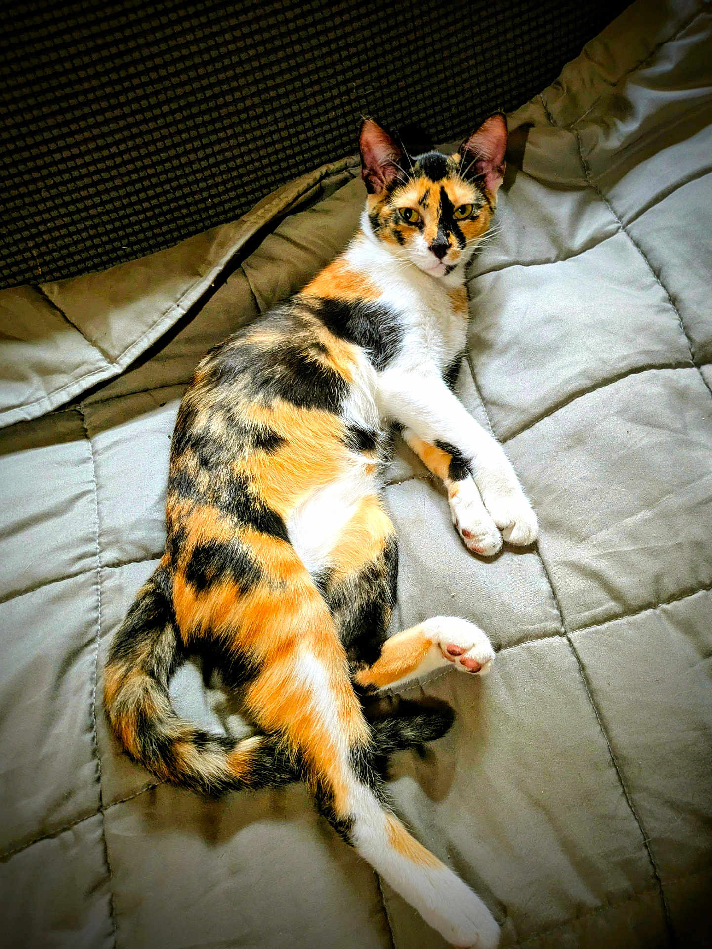 Leia