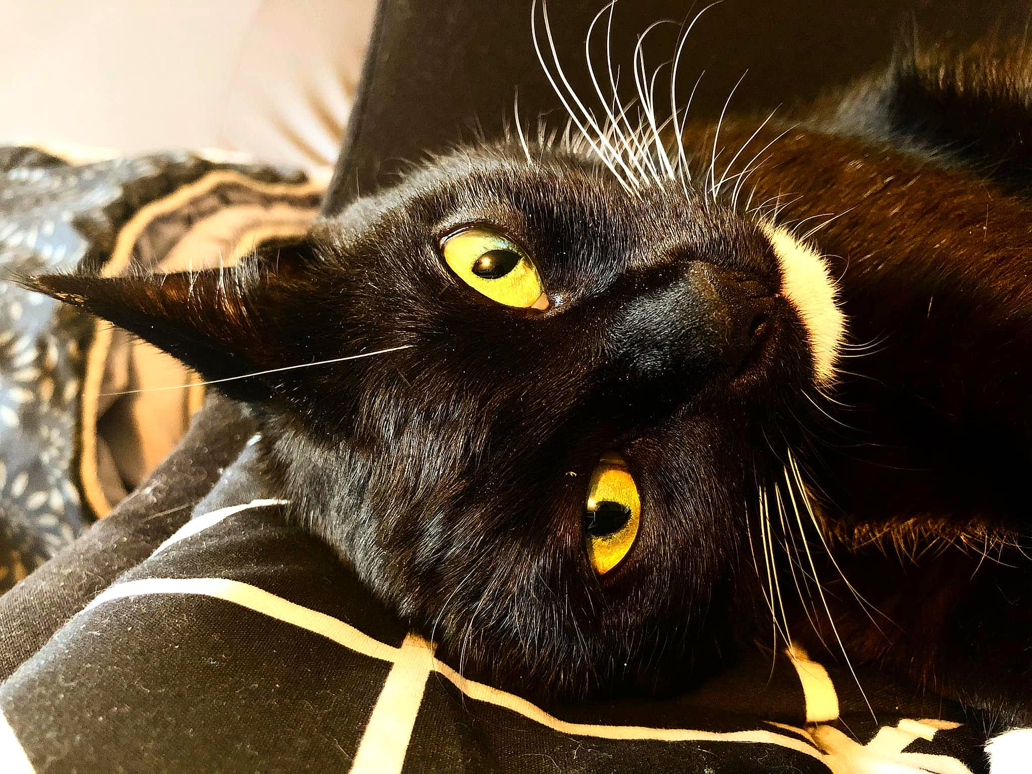 Emeraude participe au concours pour gagner de l'argent avec cette photo : black_cat, bombay, carnivore, cat, close_up, domestic_short_haired_cat, ear, felidae, fur, small_to_medium_sized_cats, snout, terrestrial_animal, whiskers