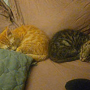 Charlie joined the competition — help win amazing prizes! cat, kitten, sleeping, orange_cat, tabby_cat, couch, blanket, furniture, cozy, pet, indoor, resting, fur, cute, animal, domestic_cat, two_animals, peaceful, relaxation, nap