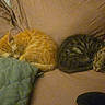 cat, kitten, sleeping, orange_cat, tabby_cat, couch, blanket, furniture, cozy, pet, indoor, resting, fur, cute, animal, domestic_cat, two_animals, peaceful, relaxation, nap