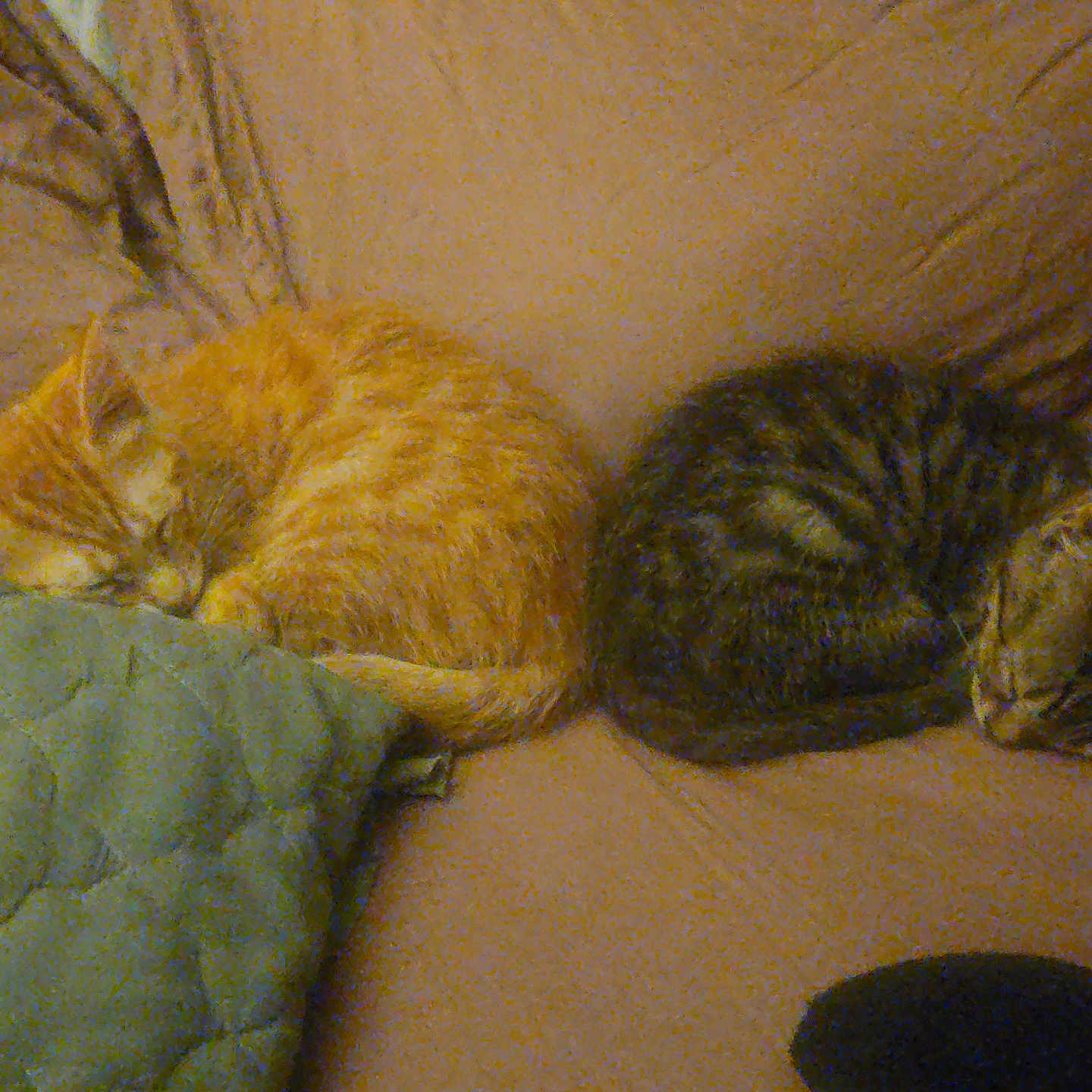 Charlie joined the competition — help win amazing prizes! cat, kitten, sleeping, orange_cat, tabby_cat, couch, blanket, furniture, cozy, pet, indoor, resting, fur, cute, animal, domestic_cat, two_animals, peaceful, relaxation, nap