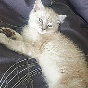 Taz a rejoint le concours — aidez-le/la à gagner de superbes lots ! kitten, cat, blue_eyes, fur, lying_down, resting, bed, blanket, indoor, pet, cute, animal, whiskers, paw, relaxed, sleepy, young, feline, soft, cozy