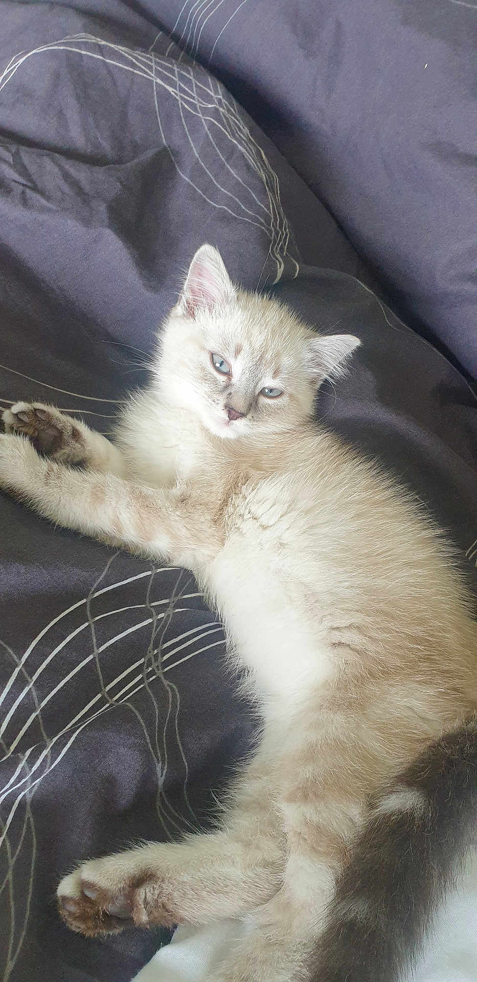 Taz a rejoint le concours — aidez-le/la à gagner de superbes lots ! kitten, cat, blue_eyes, fur, lying_down, resting, bed, blanket, indoor, pet, cute, animal, whiskers, paw, relaxed, sleepy, young, feline, soft, cozy