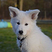 Ulysse a rejoint le concours — aidez-le/la à gagner de superbes lots ! puppy, dog, white_dog, fluffy, canine, animal, portrait, outdoor, backyard, grass, leash, collar, black_nose, pointed_ears, fur, young_dog, cute, facing_camera, nature, blurred_background
