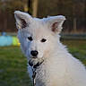 puppy, dog, white_dog, fluffy, canine, animal, portrait, outdoor, backyard, grass, leash, collar, black_nose, pointed_ears, fur, young_dog, cute, facing_camera, nature, blurred_background