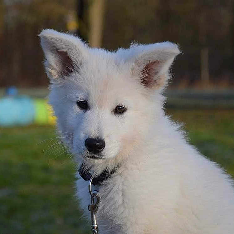 Ulysse a rejoint le concours — aidez-le/la à gagner de superbes lots ! puppy, dog, white_dog, fluffy, canine, animal, portrait, outdoor, backyard, grass, leash, collar, black_nose, pointed_ears, fur, young_dog, cute, facing_camera, nature, blurred_background