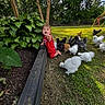 toddler, child, red_clothing, chickens, fluffy_chickens, garden_bed, greenery, grass, trees, outdoor, sunny_day, playground_equipment, nature, happy, curious, animal, pets, fence, daylight, smiling
