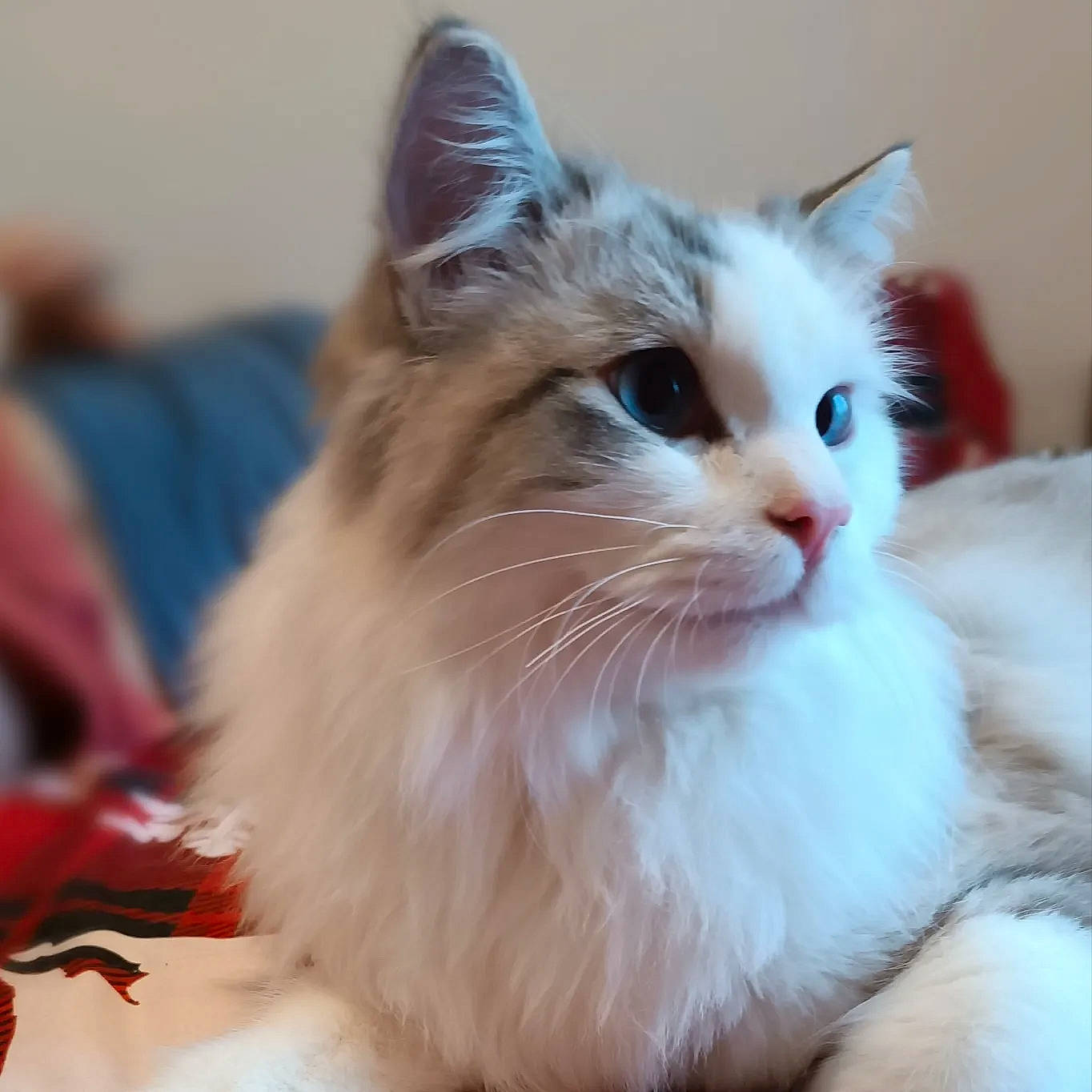 Pitikrok a rejoint le concours — aidez-le/la à gagner de superbes lots ! british_longhair, carnivore, cat, claw, domestic_short_haired_cat, fawn, felidae, fur, iris, paw, ragdoll, small_to_medium_sized_cats, snout, tail, whiskers