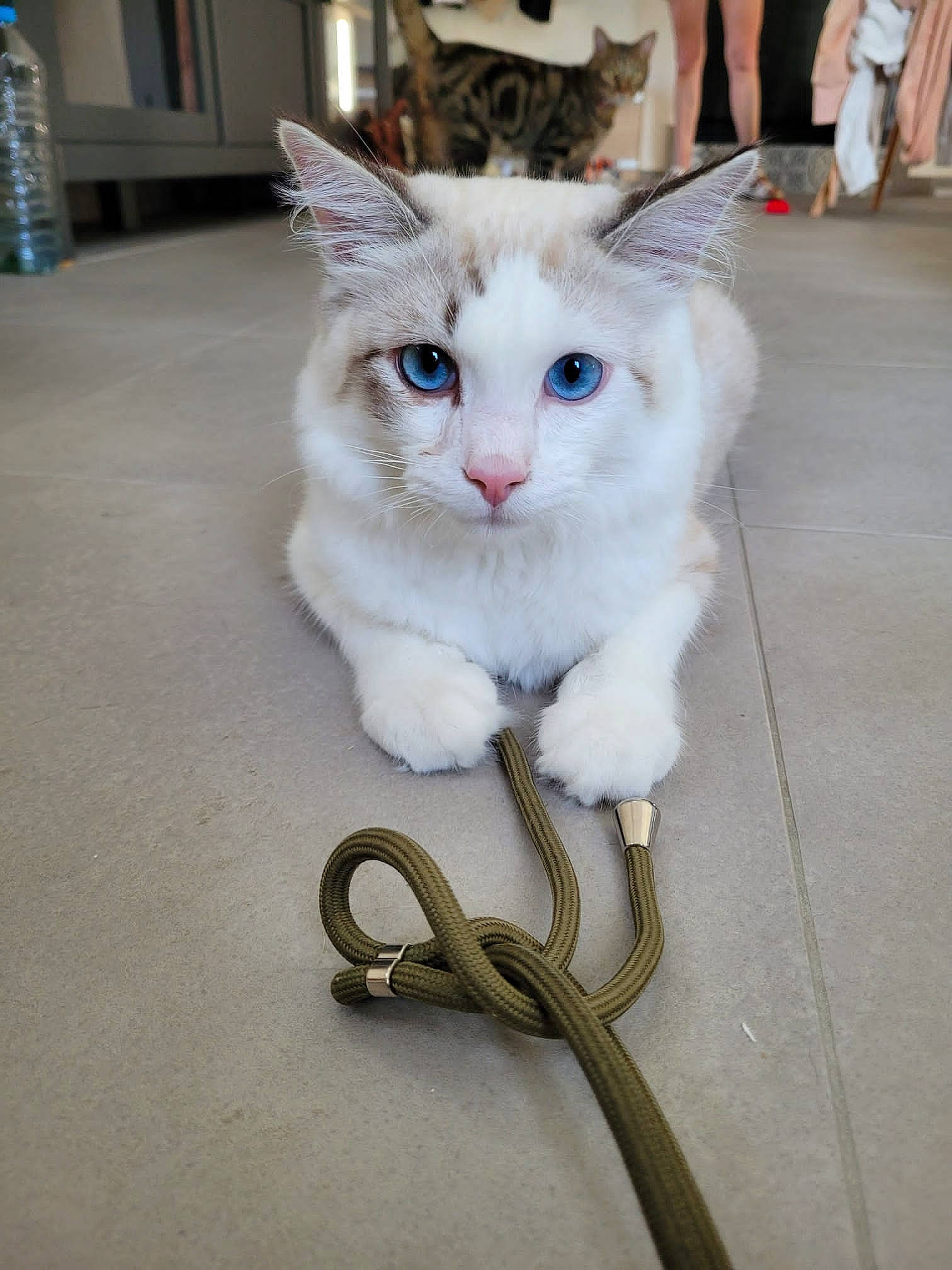 Pitikrok a rejoint le concours — aidez-le/la à gagner de superbes lots ! carnivore, cat, collar, domestic_short_haired_cat, fashion_accessory, fawn, felidae, flooring, fur, metal, paw, small_to_medium_sized_cats, snout, tail, whiskers