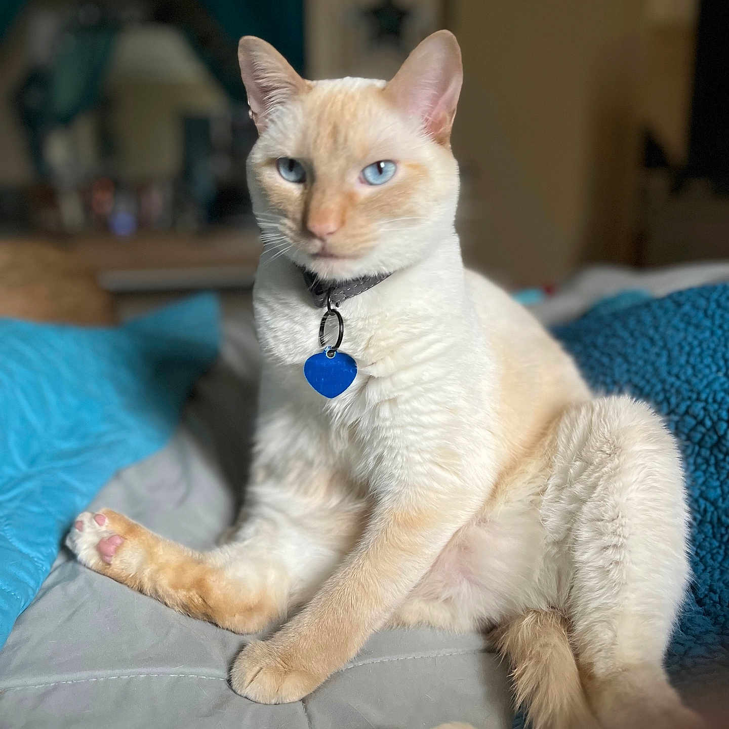 Mac Aka Kitty Kitty joined the competition — help win amazing prizes! animal, bed, blanket, blue_eyes, cat, collar, cozy, cream_fur, cute, domestic_cat, feline, heart_tag, indoor, mammal, paw, pet, relaxed, resting, soft_focus, whiskers