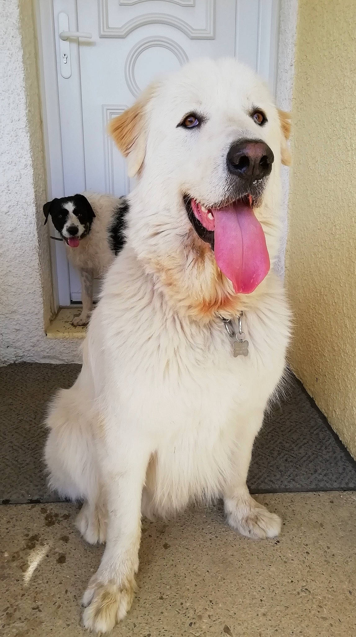 Bell a rejoint le concours — aidez-le/la à gagner de superbes lots ! berger_blanc_suisse, canidae, carnivore, companion_dog, dog, dog_breed, fawn, great_pyrenees, kintamani, mammal, maremma_sheepdog, pungsan_dog, rare_breed_dog, sporting_group, vertebrate, white_shepherd