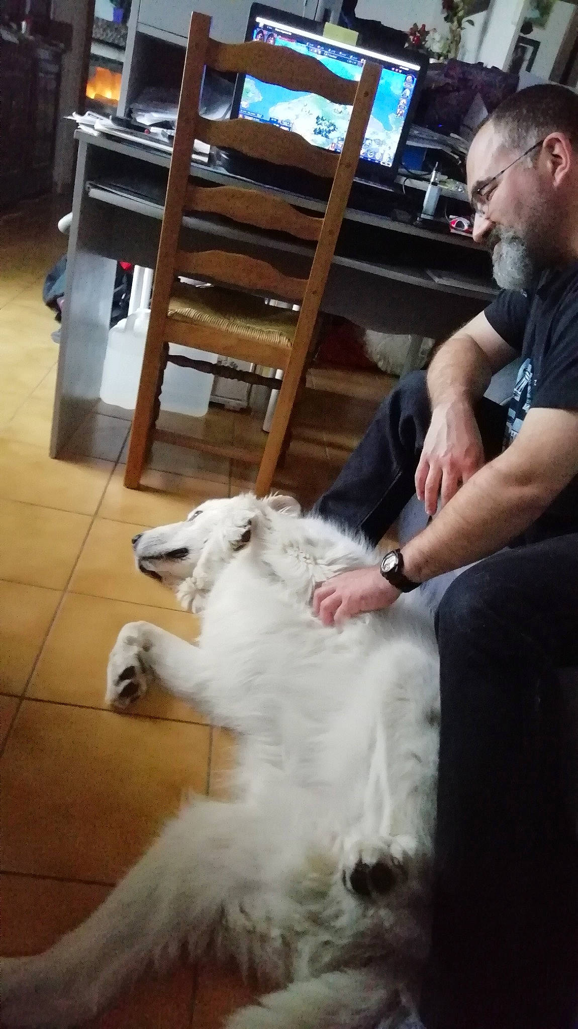 Bell a rejoint le concours — aidez-le/la à gagner de superbes lots ! american_eskimo_dog, berger_blanc_suisse, canidae, carnivore, companion_dog, dog, dog_breed, japanese_spitz, mammal, non_sporting_group, person, samoyed, sporting_group, vertebrate, white_shepherd