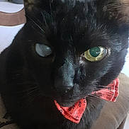 Rory a rejoint le concours — aidez-le/la à gagner de superbes lots ! cat, black_cat, bow_tie, heterochromia, chair, cushion, indoor, pet, animal, close_up, feline, whiskers, floor, domestic, cute, portrait, sitting, furniture, eyes, face