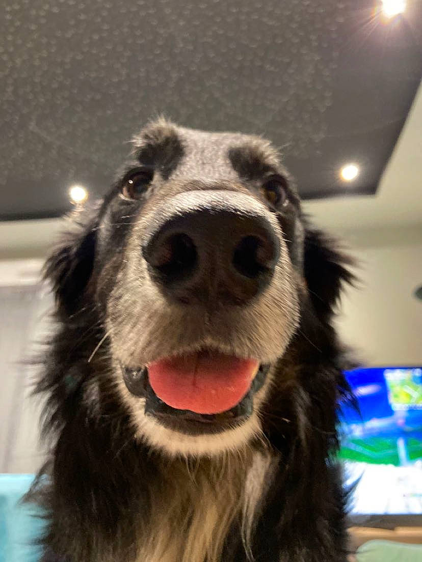 Jaïro a rejoint le concours — aidez-le/la à gagner de superbes lots ! canidae, carnivore, companion_dog, dog, dog_breed, dog_collar, fang, fur, fur_clothing, giant_dog_breed, happy, jaw, light, snapshot, snout, sporting_group, terrestrial_animal, whiskers, working_animal, working_dog