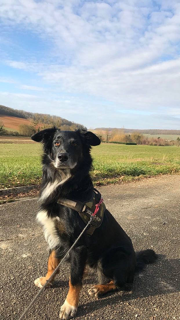 Jaïro participe au concours pour gagner de l'argent avec cette photo : adventure, borador, canidae, carnivore, cloud, collar, companion_dog, dog, dog_breed, dog_collar, grass, grassland, landscape, leash, plant, sky, sporting_group, tree, working_animal, working_dog