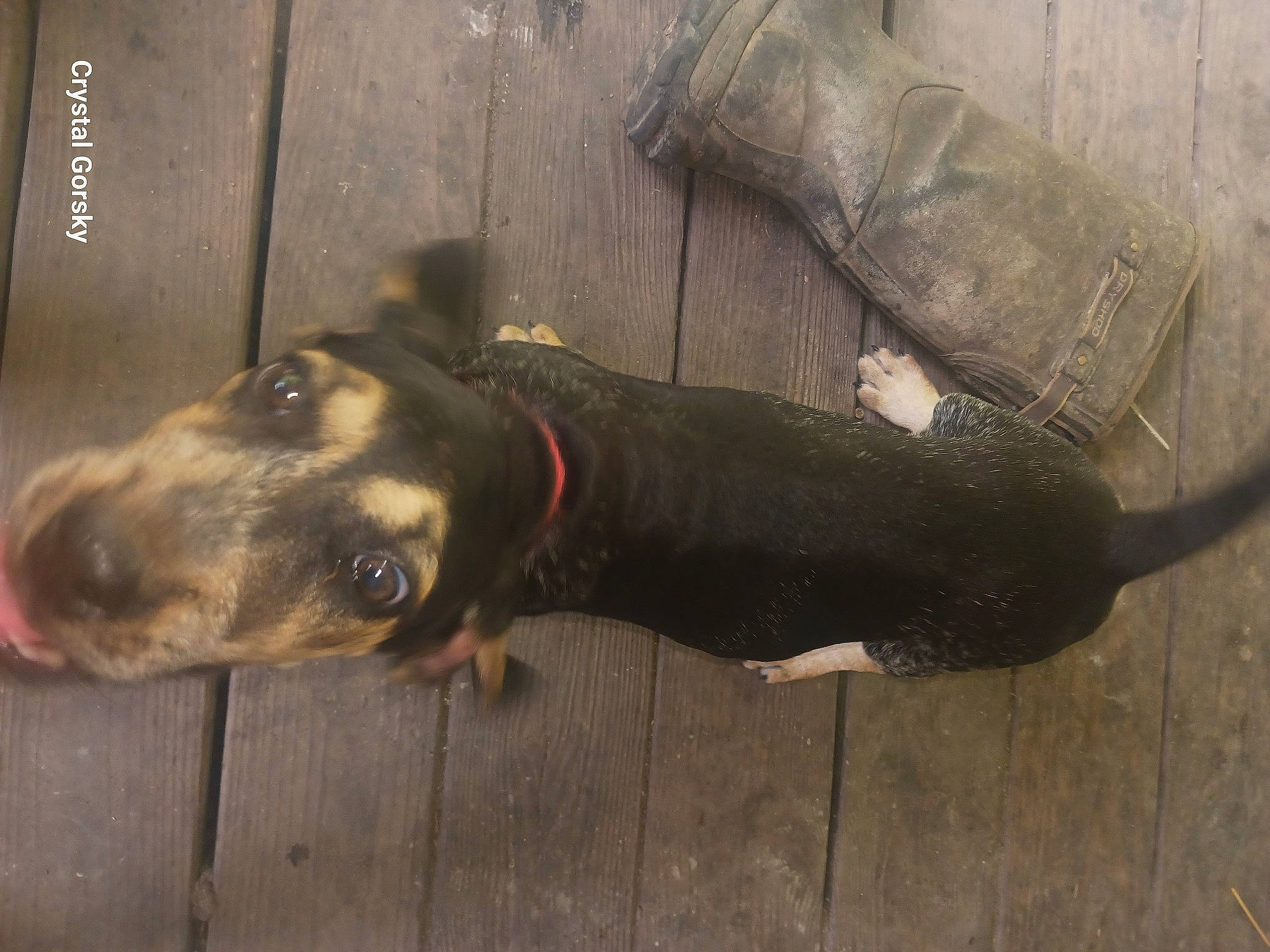 Angel Lady is registered to the contest to win money with this photo: canidae, carnivore, collar, dog, dog_breed, dog_collar, dog_supply, fawn, fur, grey, guard_dog, hunting_dog, non_sporting_group, pet_supply, snout, sporting_group, terrestrial_animal, whiskers, working_animal, working_dog