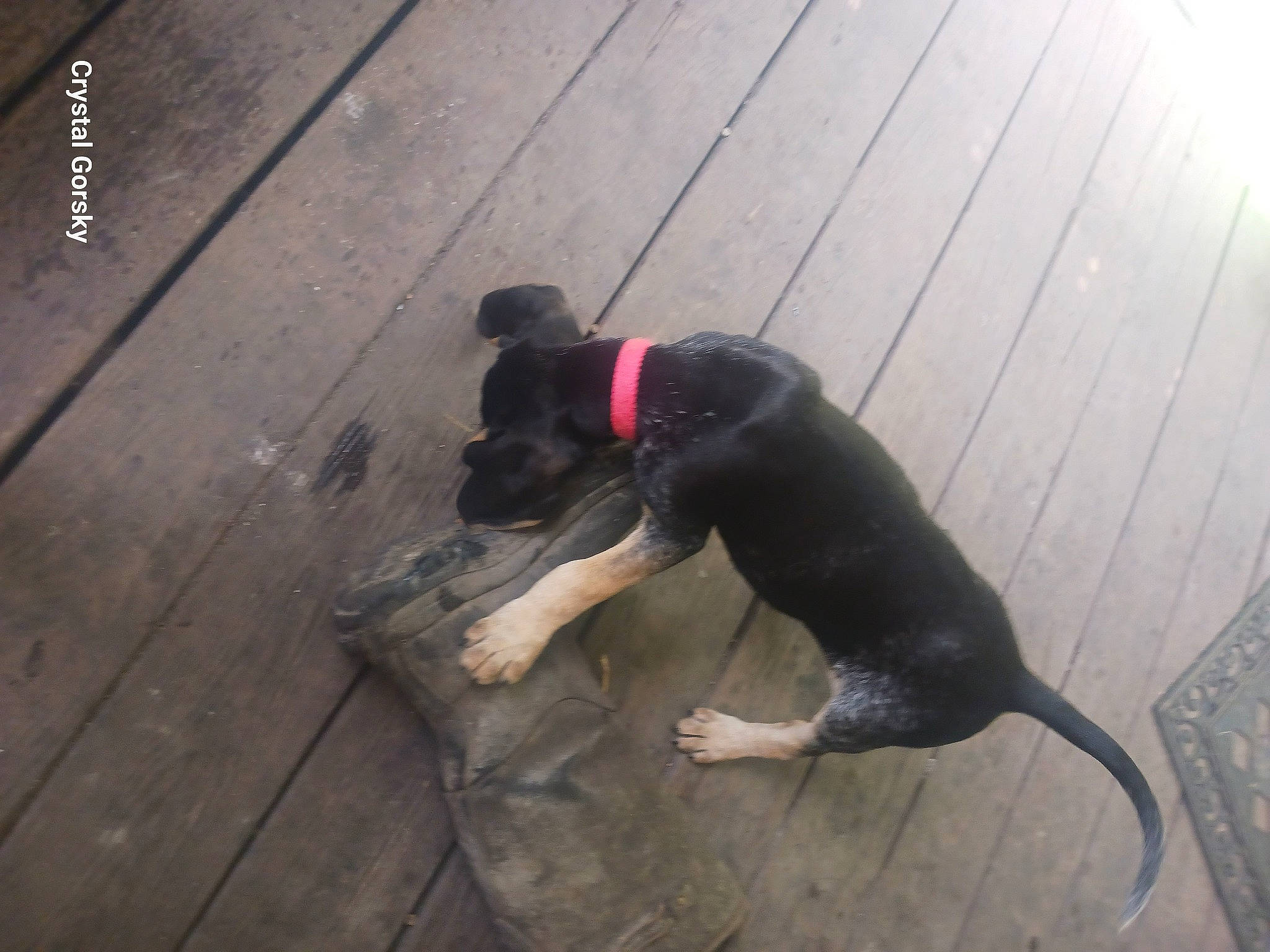 Angel Lady joined the competition — help win amazing prizes! canidae, carnivore, collar, companion_dog, dog, dog_breed, dog_supply, fawn, flooring, guard_dog, hardwood, paw, pet_supply, plank, snout, tail, terrestrial_animal, wood, working_animal, working_dog