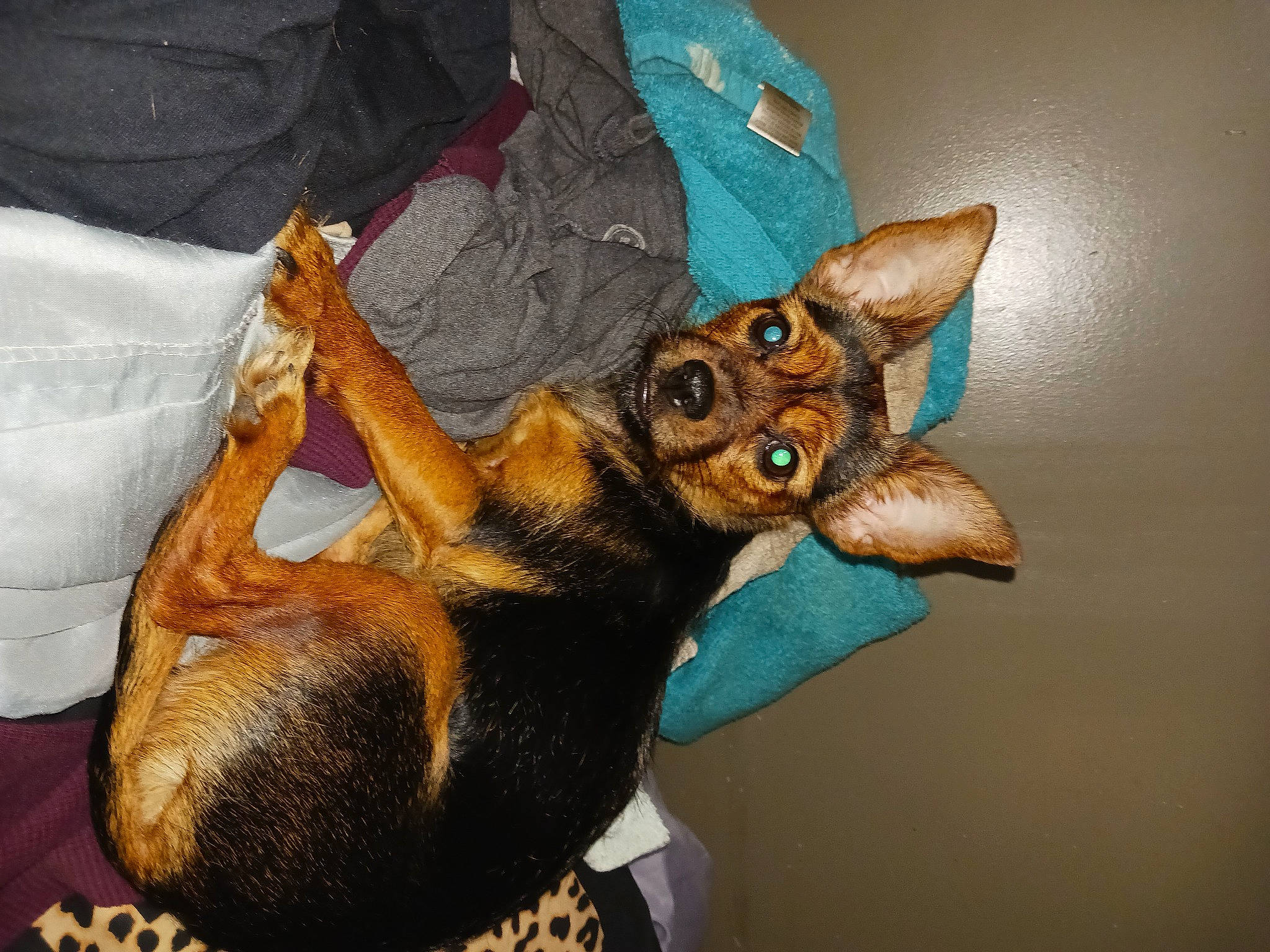 Pepper joined the competition — help win amazing prizes! canidae, carnivore, cat, claw, comfort, companion_dog, dog, dog_breed, domestic_short_haired_cat, ear, fawn, felidae, fur, linens, paw, pinscher, small_to_medium_sized_cats, snout, tail, whiskers