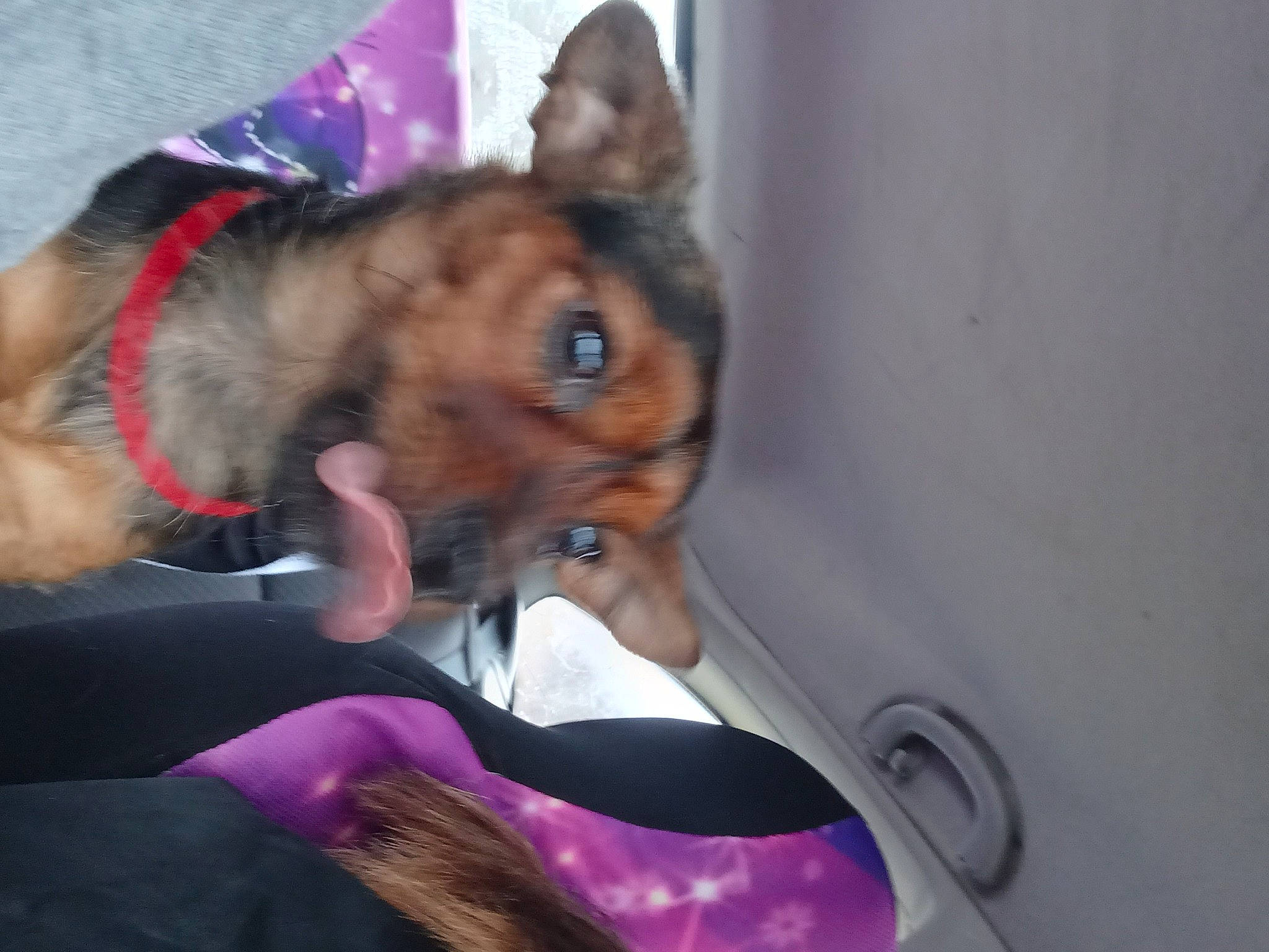 Pepper joined the competition — help win amazing prizes! canidae, carnivore, collar, companion_dog, dog, dog_breed, dog_clothes, dog_collar, dog_supply, ear, fawn, fur, party_hat, paw, purple, snout, sporting_group, toy_dog, whiskers, working_animal