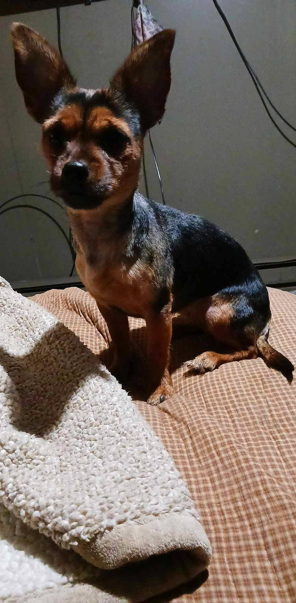 Pepper joined the competition — help win amazing prizes! canidae, carnivore, chihuahua, collar, companion_dog, dog, dog_breed, dog_supply, fawn, fur, liver, pet_supply, snout, sporting_group, terrestrial_animal, toy_dog, whiskers, working_animal, working_dog